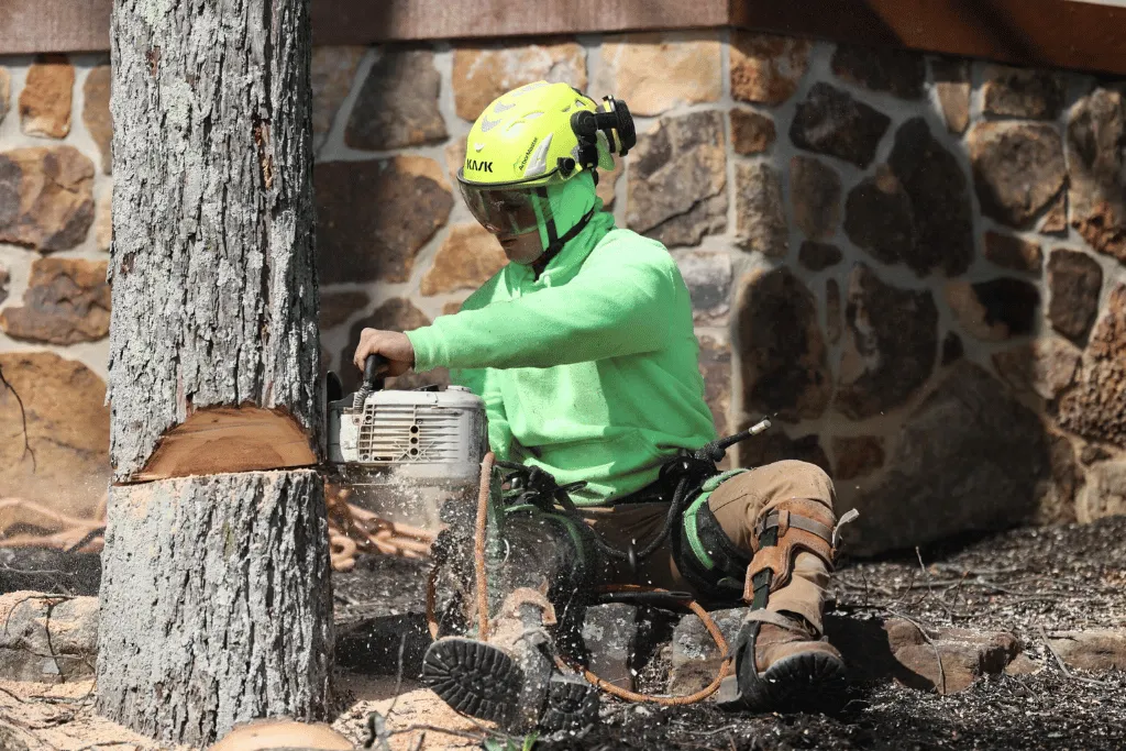 247 Residential Tree Cutting & Removal Services Jacksonville