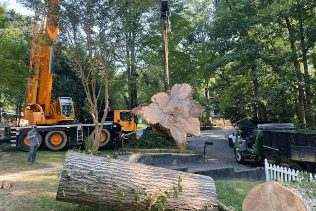 Best Commercial Tree Cutting Company in Jacksonville