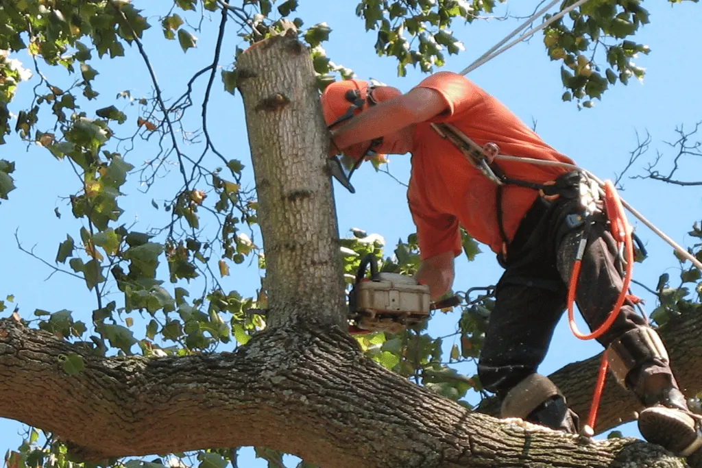Best Tree Care Cutting Company in Jacksonville