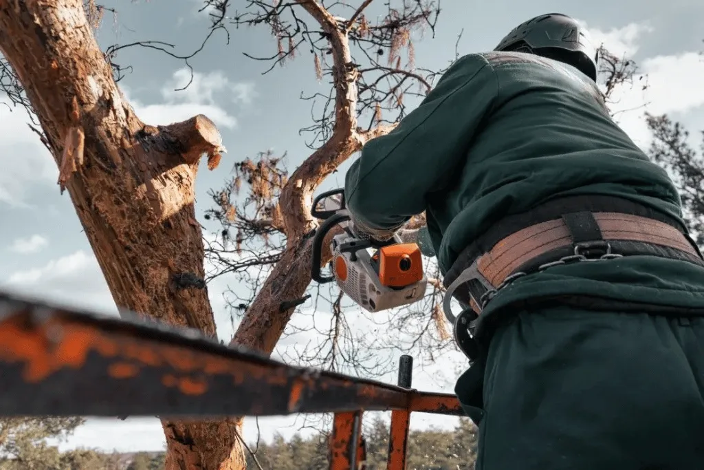 Best Tree Health & disease Treatment Services in Jacksonville