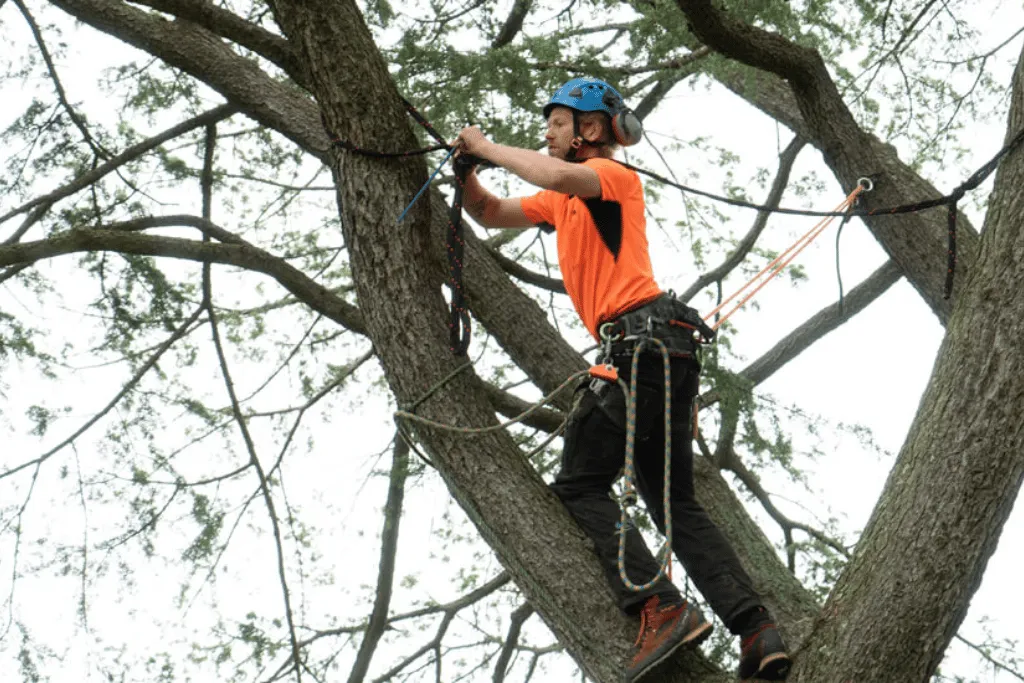 Best Tree Staking Tree Cutting Company in Jacksonville