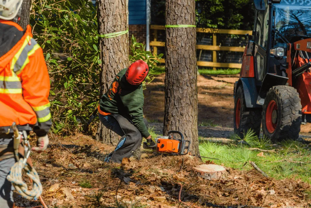 Cheap Emergency Tree Services Jacksonville