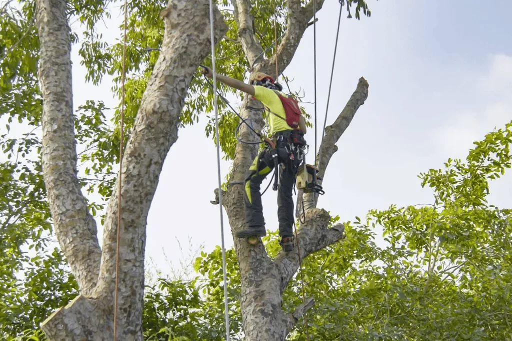 Cheap Residential Tree Trimming and pruning Services Jacksonvilles