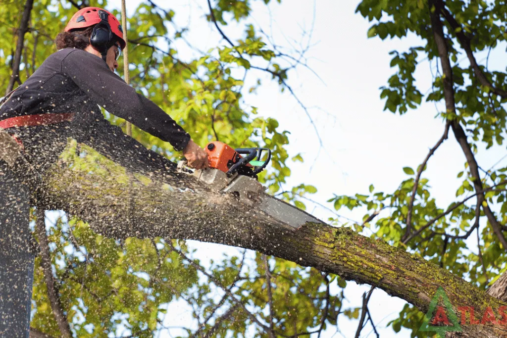 Cheap Tree Care Removal Services Jacksonville