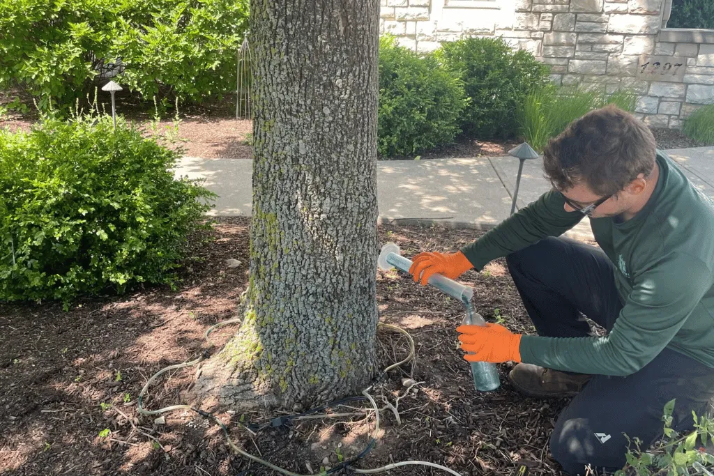 Cheap Tree Health Services Jacksonvilles