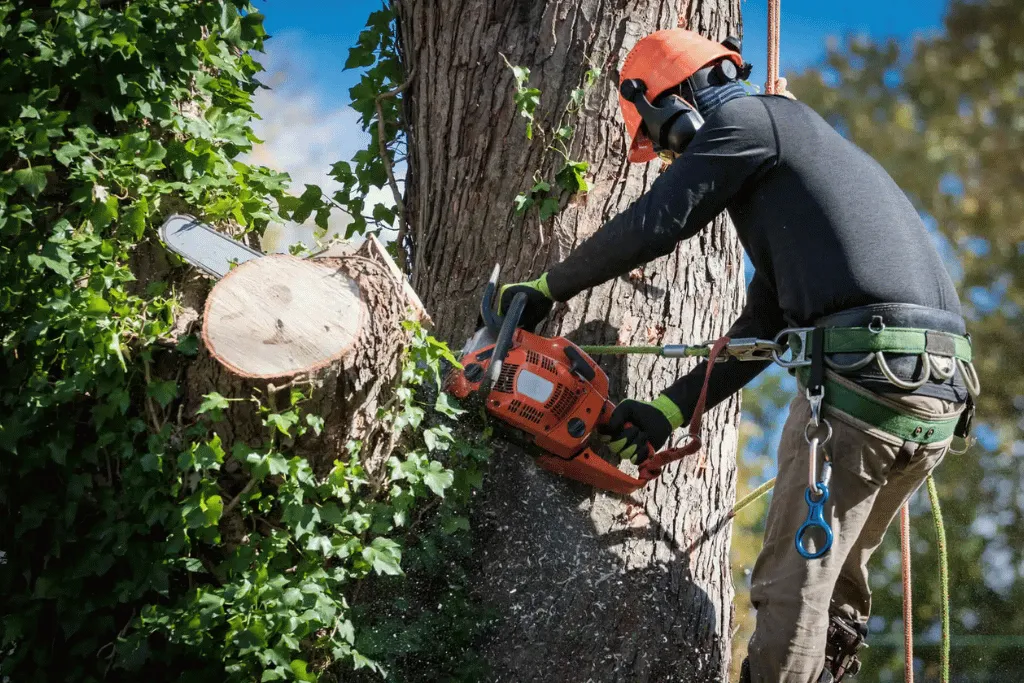Emergency Tree Cutting & Removal Services in Jacksonville