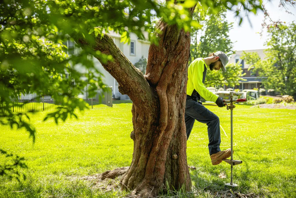 Emergency Tree Fertlization Tree Cutting Services in Jacksonville