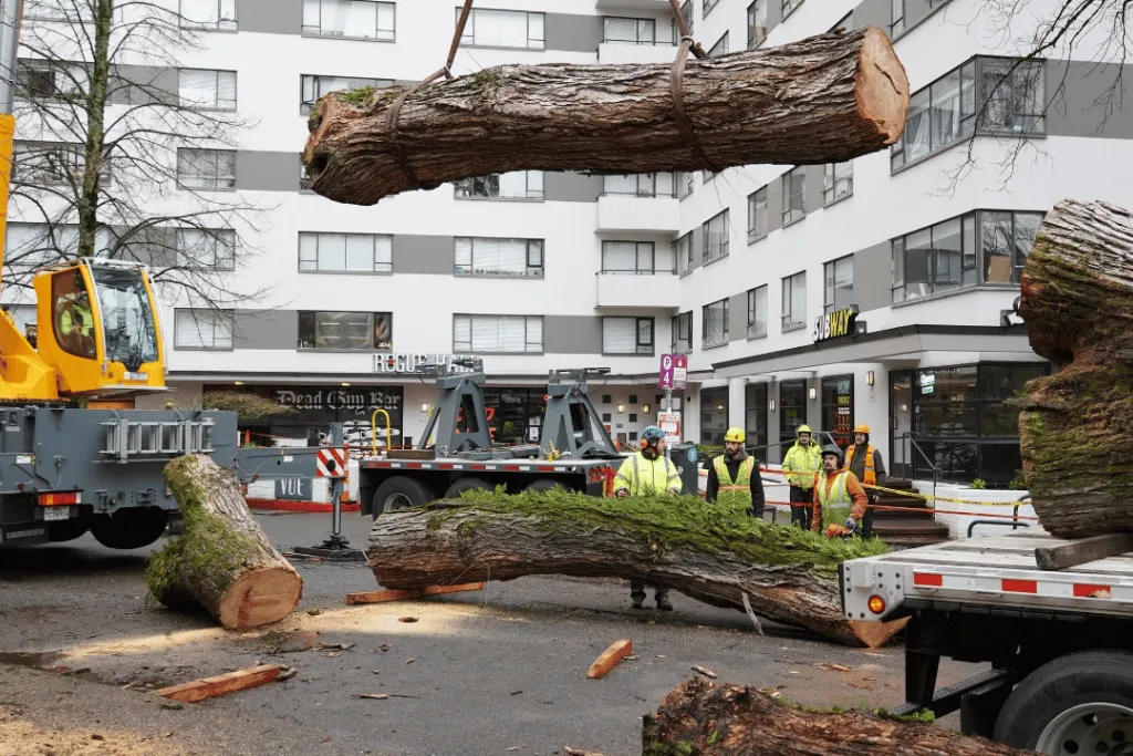 Local Commercial Tree Cutting Experts Near Jacksonville