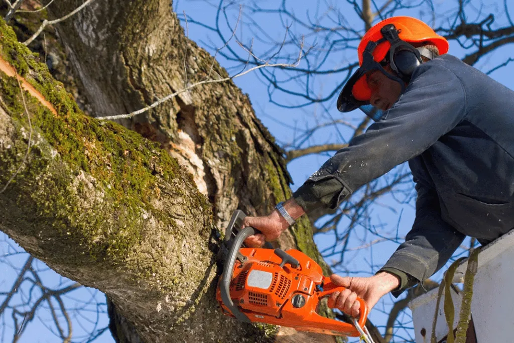 Local Residential Tree Cutting & prunning Experts Near Jacksonville