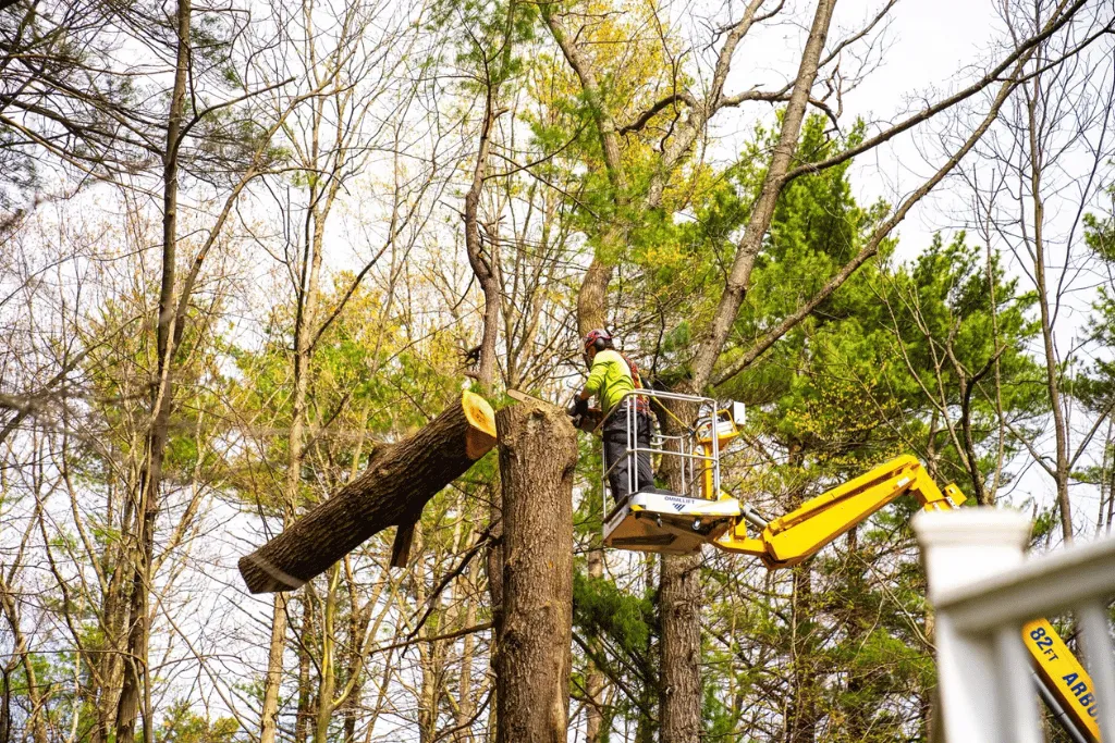 Local Tree Care Cutting Experts Near Jacksonville