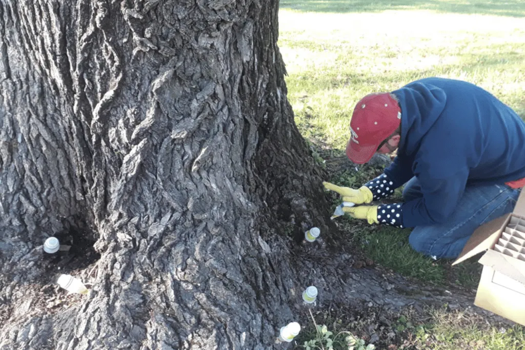 Local Tree Health & Disease Treatment Services Experts Near Jacksonville