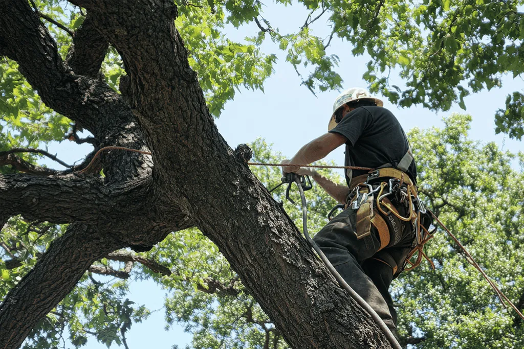 Local Tree Staking Experts Near Jacksonville