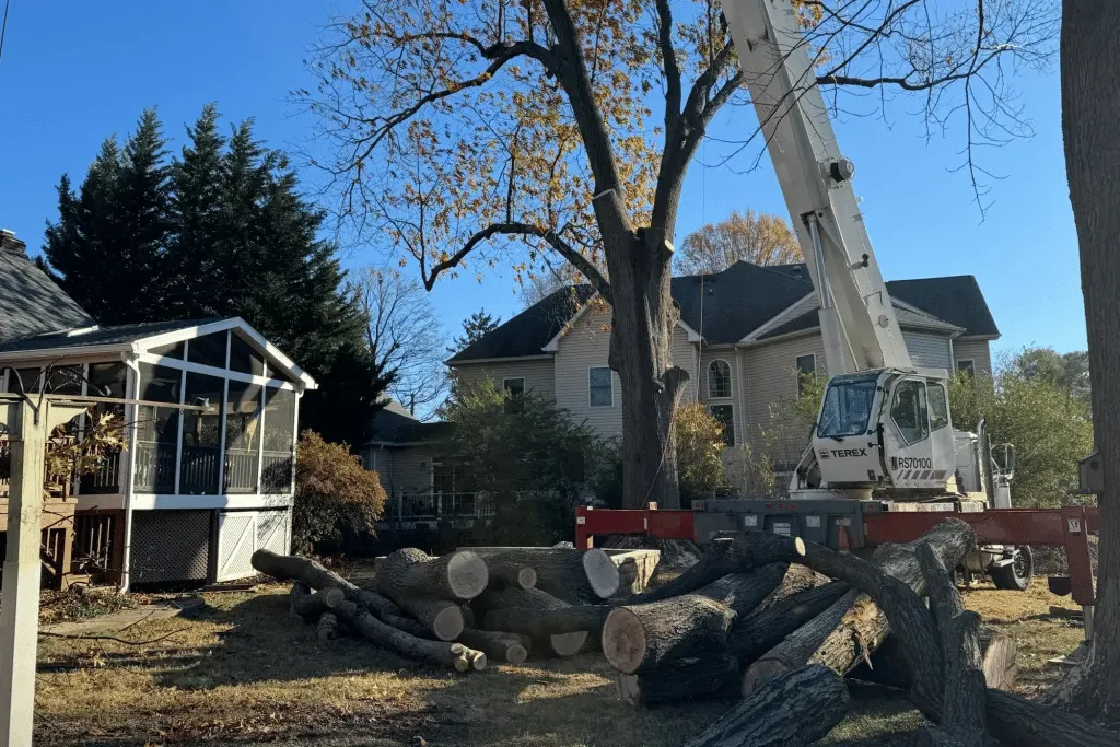 Top-Rated Residential Tree Cutting Contractors in Jacksonville