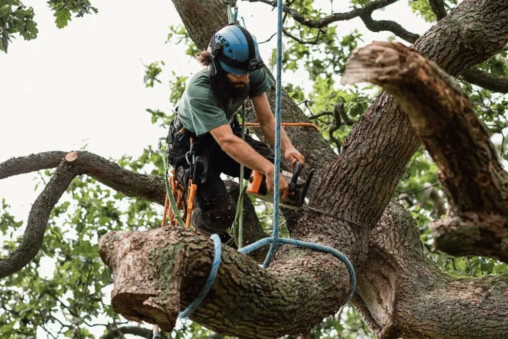 Tree Cutting & Removing Jacksonville