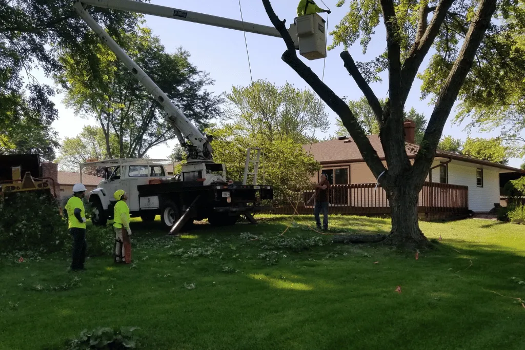 Tree Fertilization Tree Cutting Arborists Jacksonville